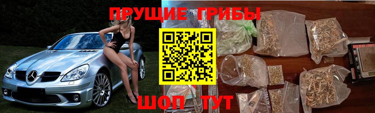 закладки  Галлюциногенные грибы ЛСД  Вход с VPN  Советск  Псилоцибиновые грибы Psilocybe 